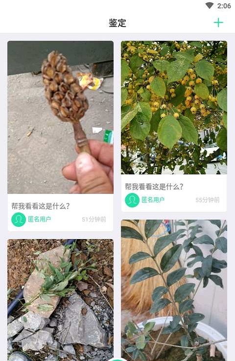 掌上植物网(3)