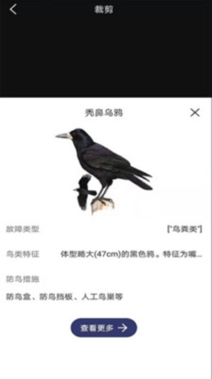 图音识鸟(2)