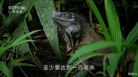 全网通TV(3)