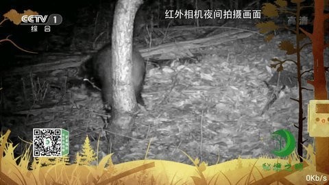 橘子TV(3)