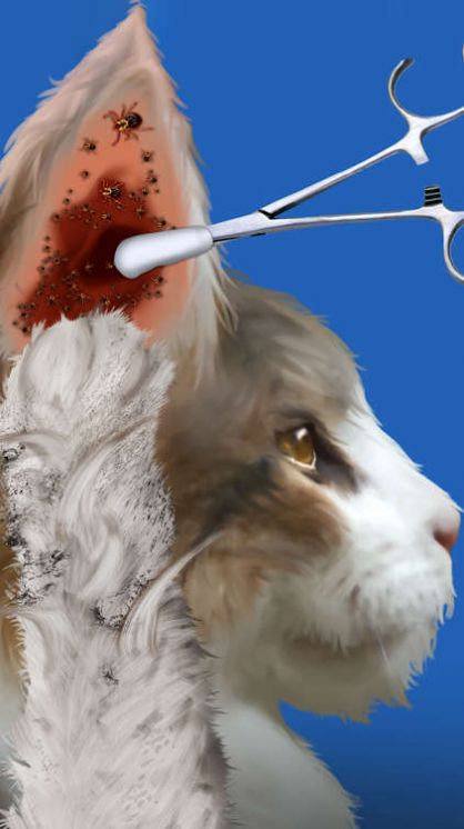 Cat Makeover(1)