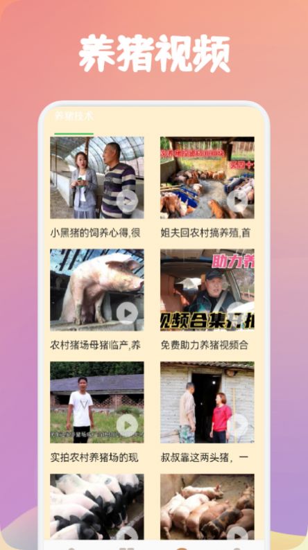 养猪世界(1)