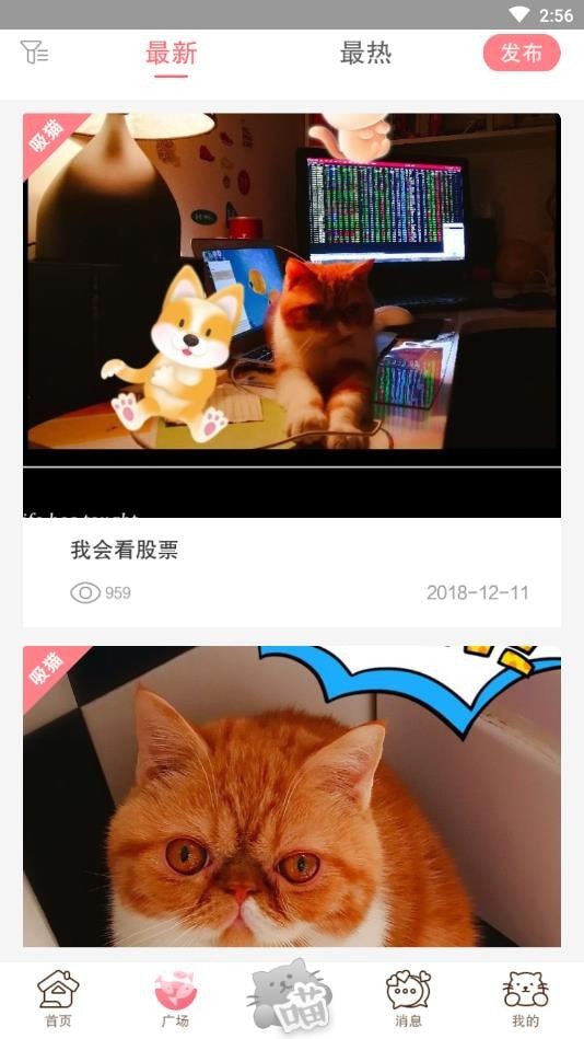 猫咪汇(2)