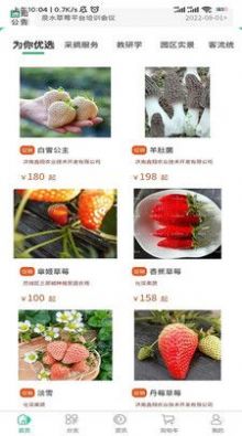 泉水草莓.jpg