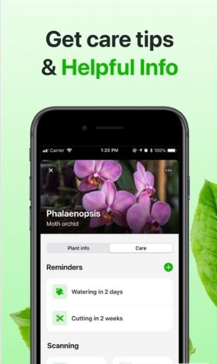 Florae植物养护(3)