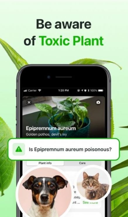 Florae植物养护(2)
