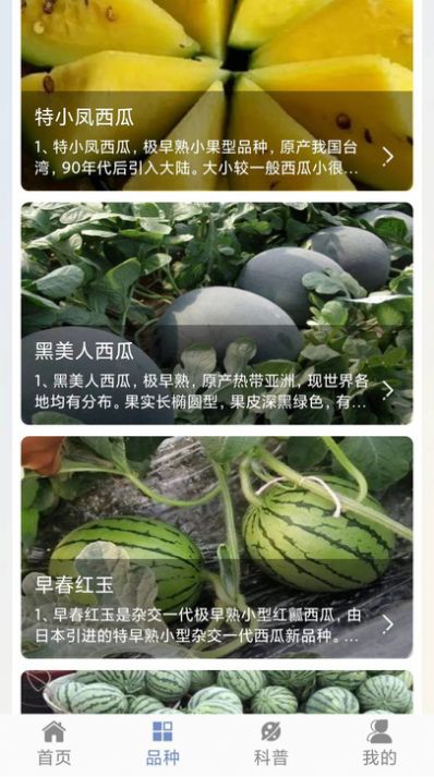 西瓜王国.jpg