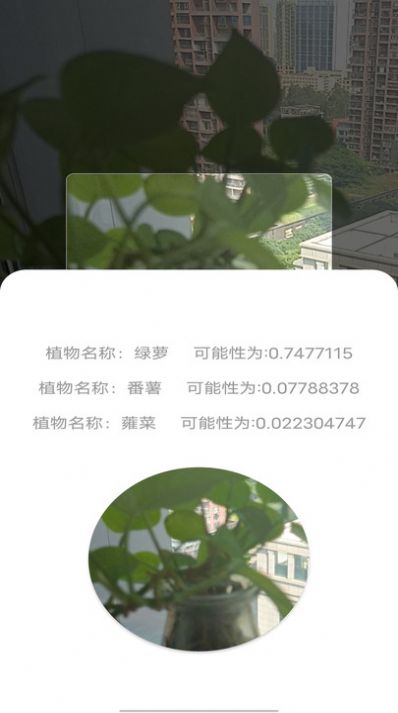 拍照识别植物弛意版.jpg