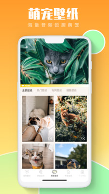 猫狗翻译(2)
