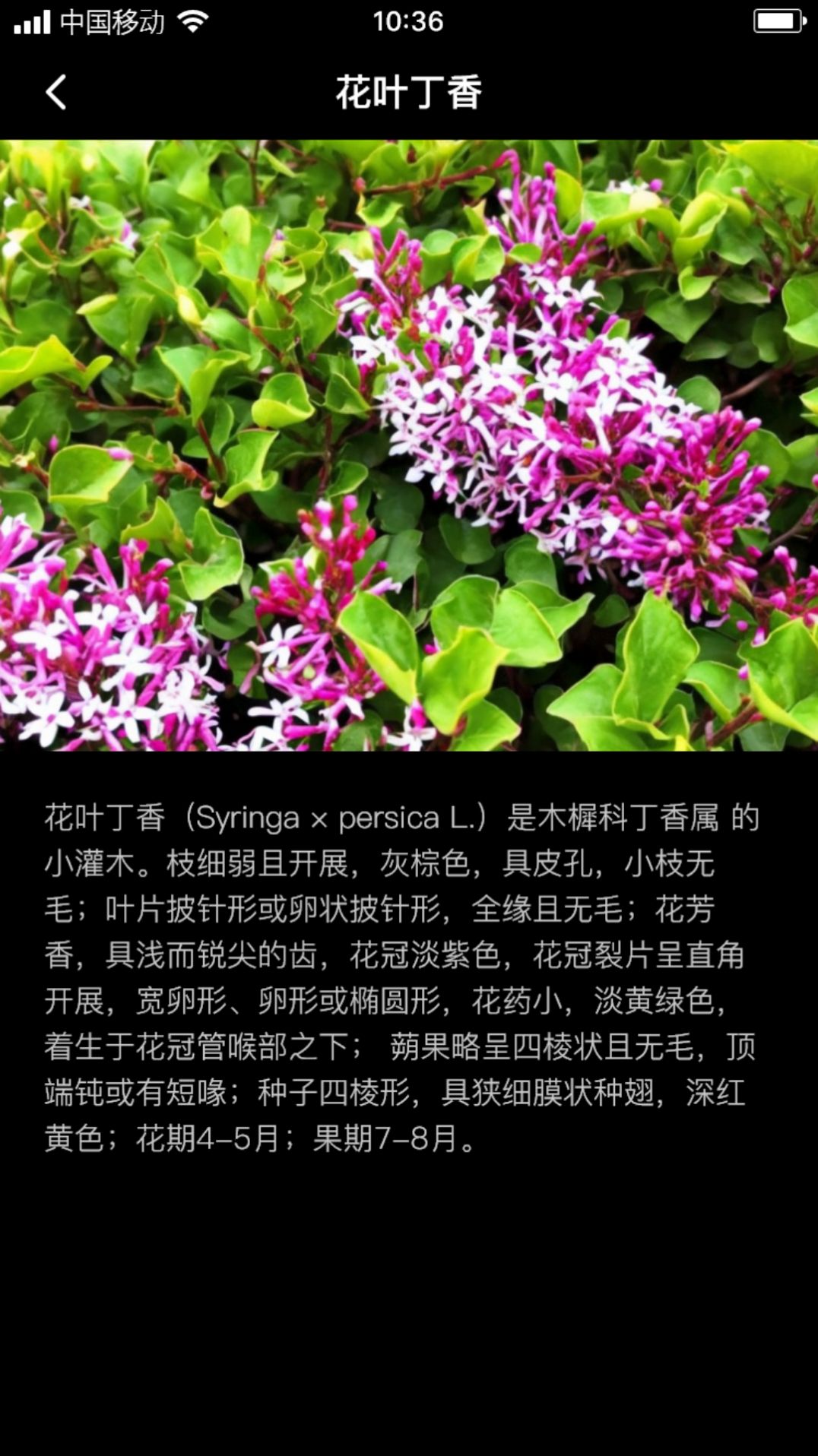 丁香花瓣(3)