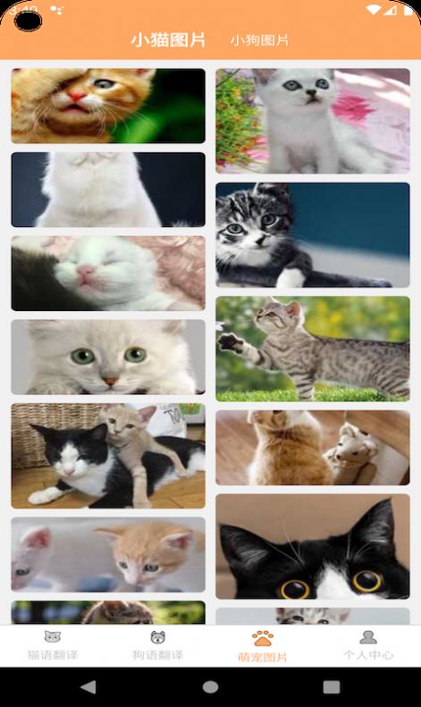 喜晟猫狗翻译(1)