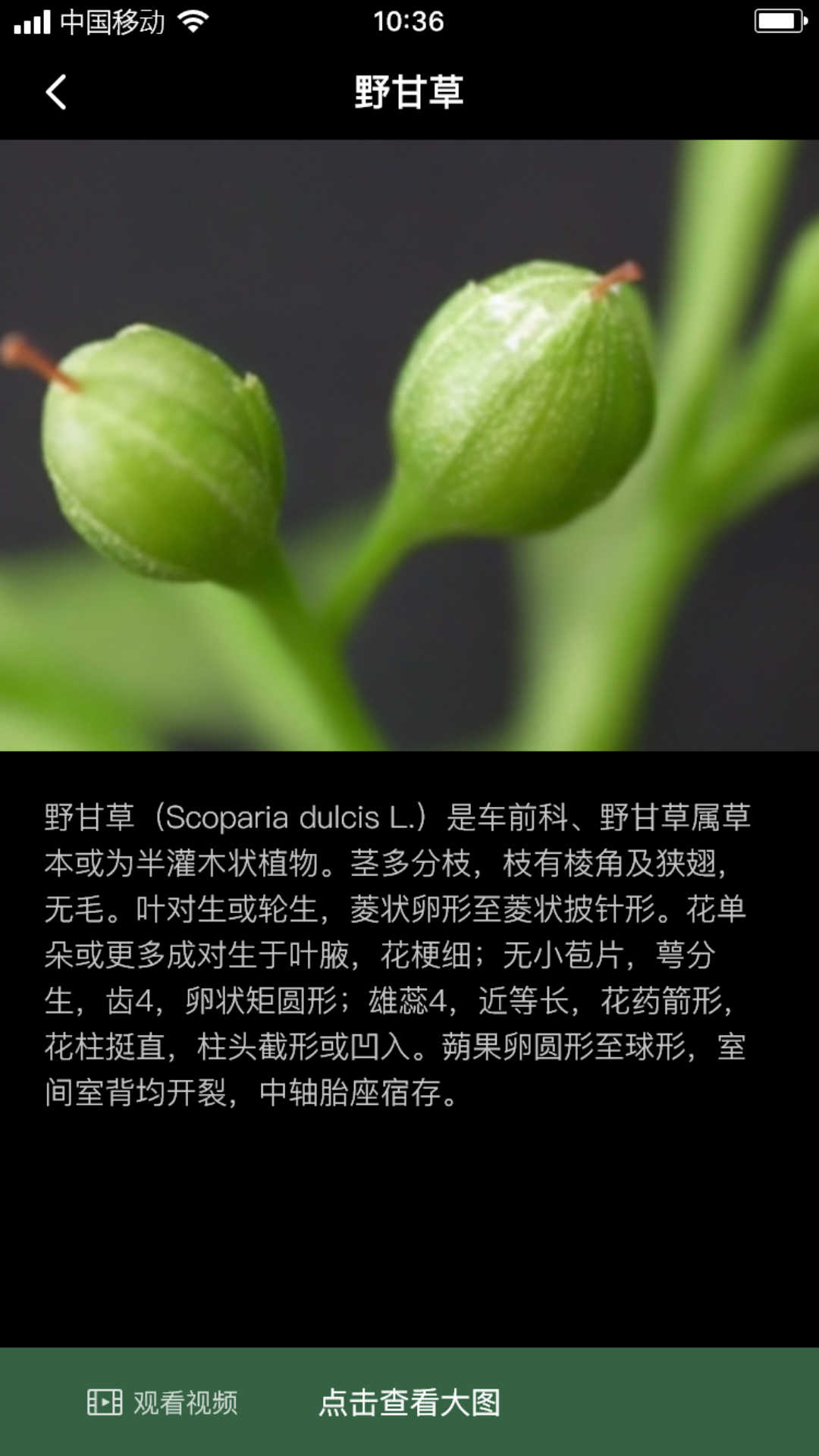 积学草(2)