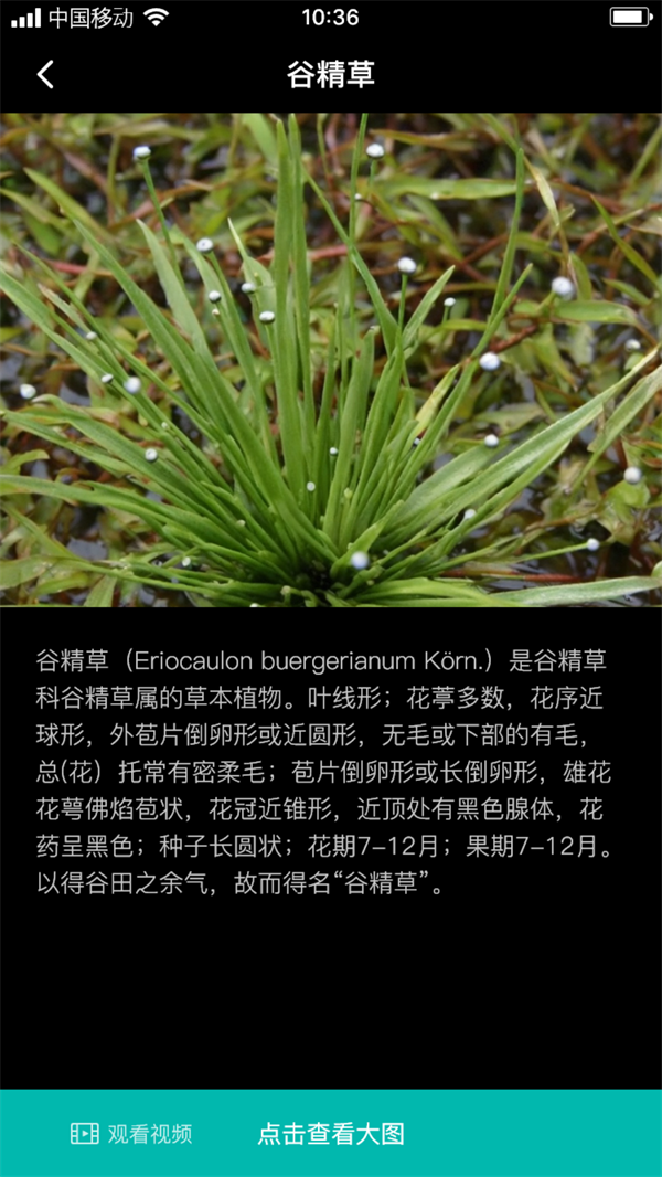 谷精草枝最新版(3)