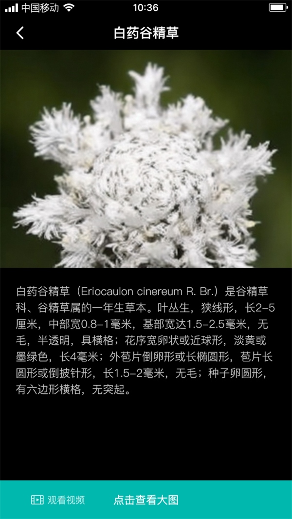 谷精草枝最新版(2)