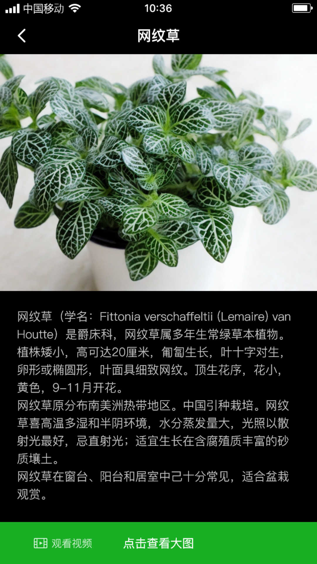 网纹草(3)