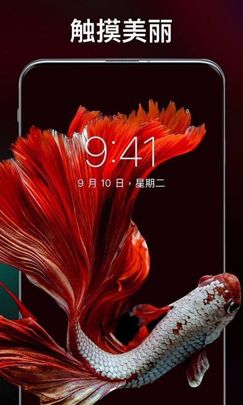 灵猫主题壁纸(3)