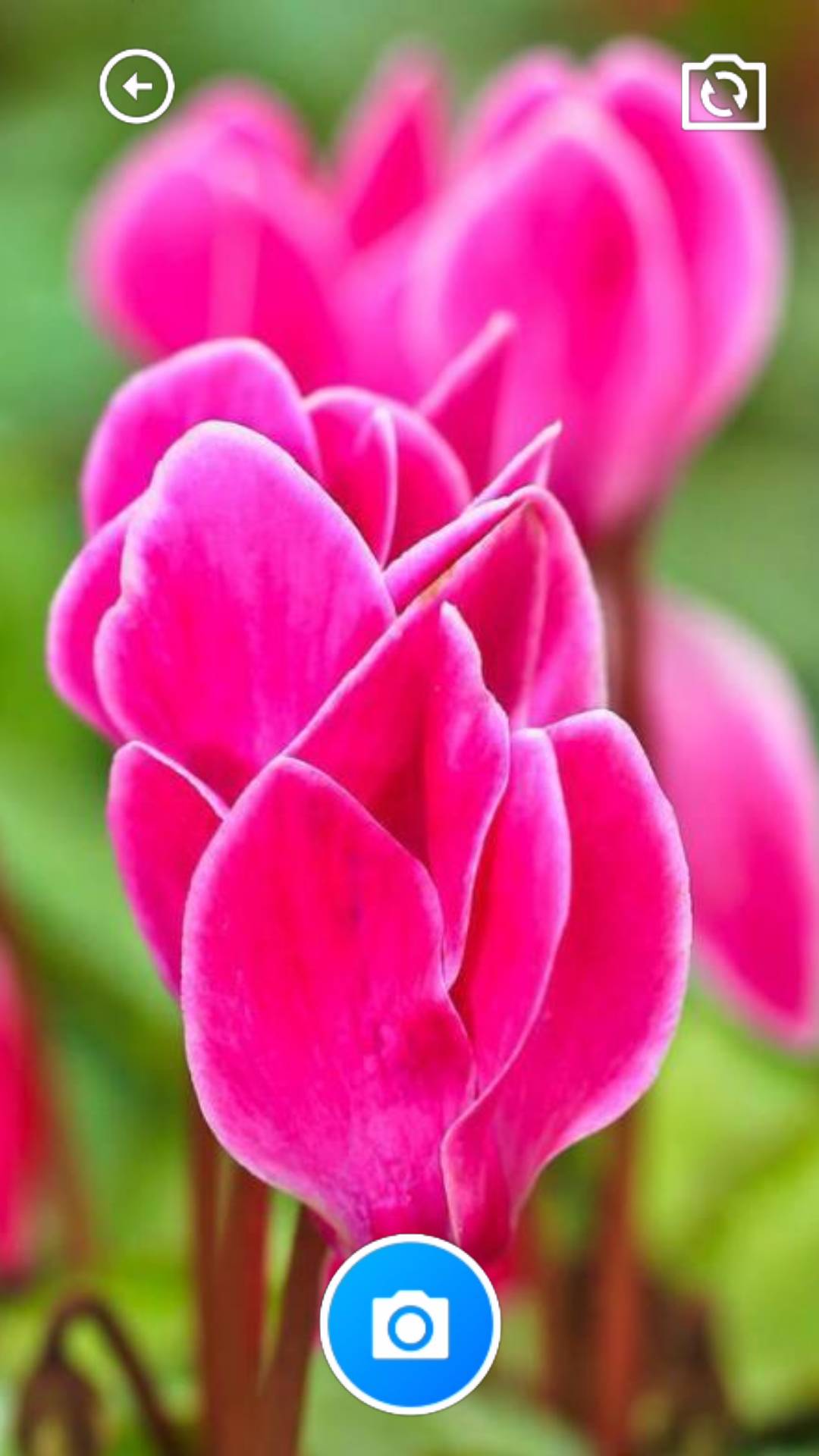 迎春花助手(1)