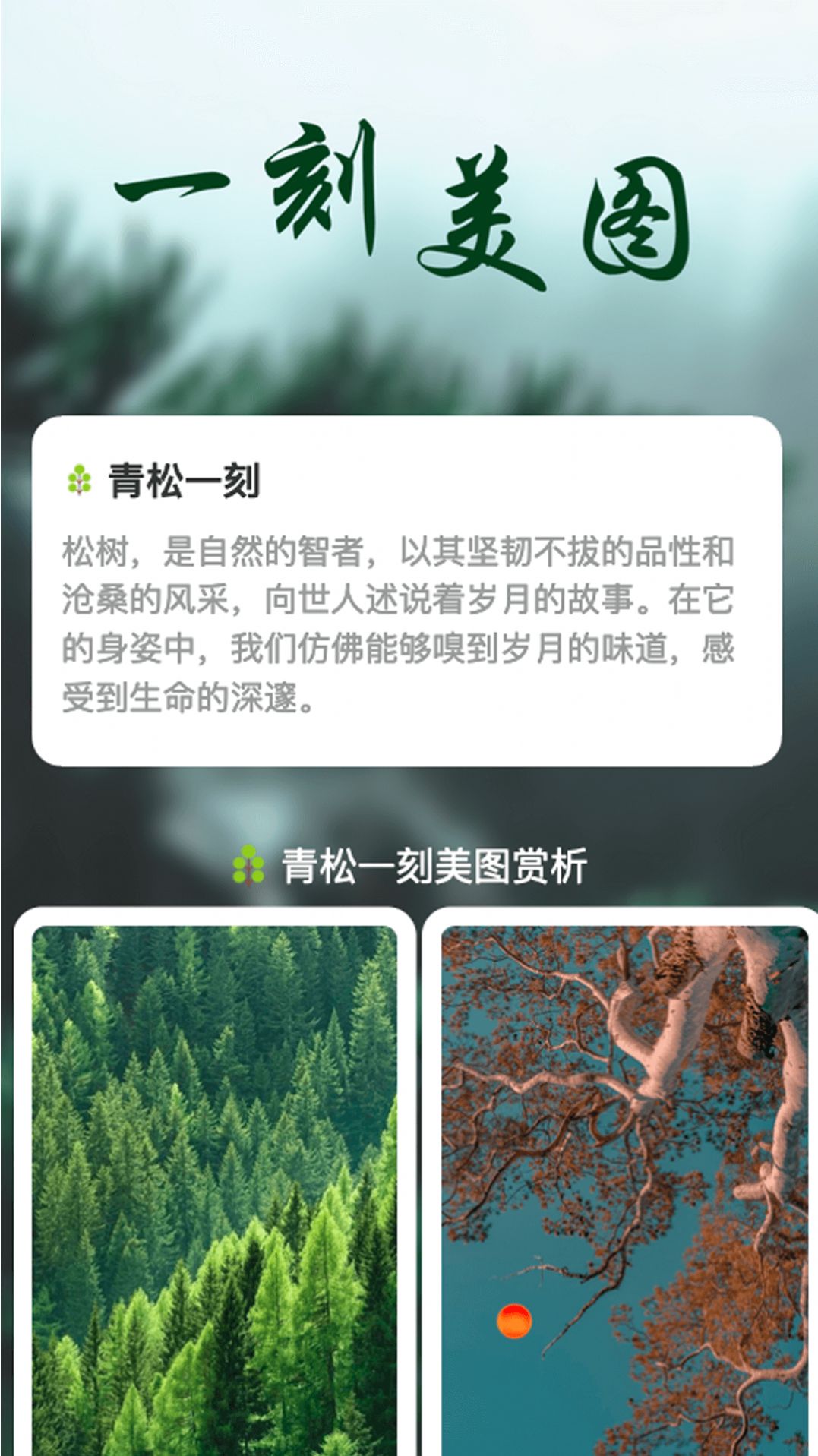 青松一刻(3)
