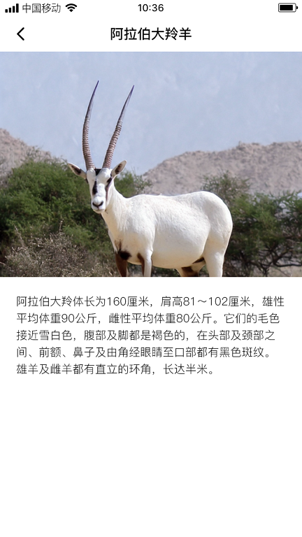 熙玥羚羊(2)