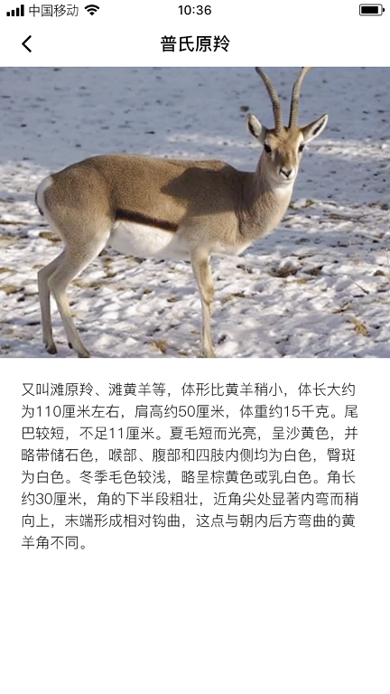 熙玥羚羊.png